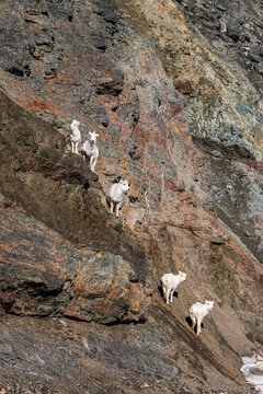 Dall sheep standing in a row up a hill