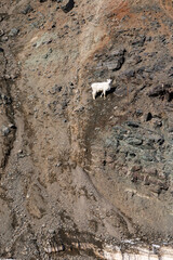 Dall sheep on the side of a mountain