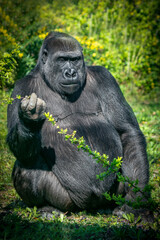 Gorilla Holding Branch with Green Leaves While Seated Among Vibrant Greenery and Yellow Flowers