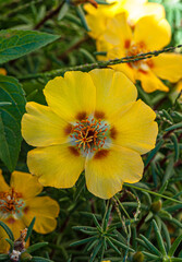 Close-up of a blooming Portulaca grandiflora with bright yellow petals and a red-orange center, surrounded by succulent green foliage.