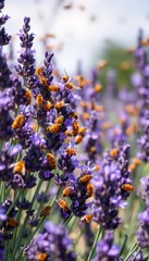 Naklejka premium Busy bees swarming lavender, beeswax processing visible, colony, Apis mellifera, fragrance