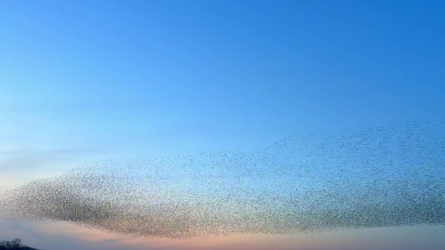 Starling birds murmuration in the sky during sunset at the end of a winter day. Huge groups of starlings (Sturnidae) in the sky that move in shape-shifting clouds before the night. Sparrow hawks bird 