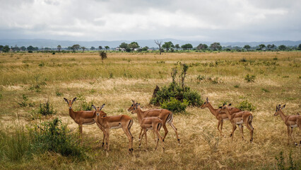 Naklejka premium The landscape of Mikumi National Park in Tanzania