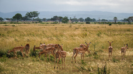 Naklejka premium The landscape of Mikumi National Park in Tanzania