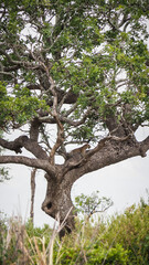 Leopark seen in Mikumi National Park in Tanzania