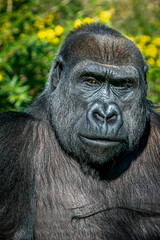 Close-Up of Gorilla in Nature Among Green Foliage and Yellow Flowers Highlighting Black Fur Texture