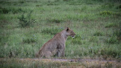 Lion seen in Mikumi National Park in Tanzania