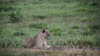 Lion seen in Mikumi National Park in Tanzania