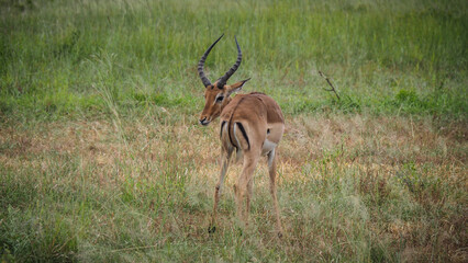Antelope seen in Mikumi National Park in Tanzania
