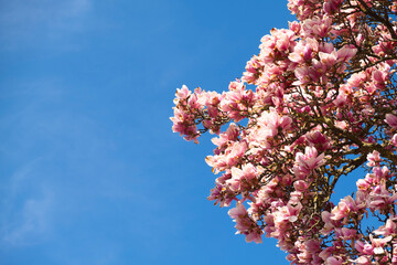 Magnolia tree in full bloom with delicate pink flowers against a bright blue sky. A vibrant spring scene capturing nature’s beauty, renewal, and tranquility. Perfect for floral, botanical, and seasona