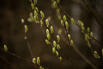 Spring fluffy catkins of willow (Salix) bloom on thin branches. Soft light and blurred background create atmosphere of comfort and awakening of nature.