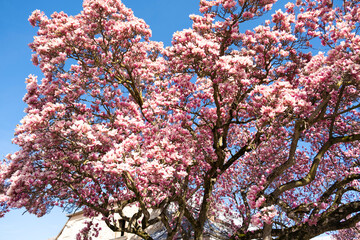 Magnolia tree in full bloom with delicate pink flowers against a bright blue sky. A vibrant spring scene capturing nature’s beauty, renewal, and tranquility. Perfect for floral, botanical, and seasona
