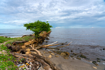 Beach shore with a bush and dry branches next to plastic garbage on a Caribbean coast.