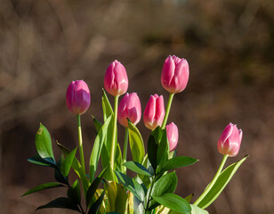 pink tulips in spring