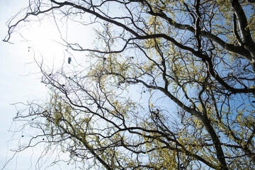 Silhouettes of intricate tree branches with budding leaves against a bright spring sky. Sunlight filters through the delicate twigs, creating a contrast between organic lines and the soft blue