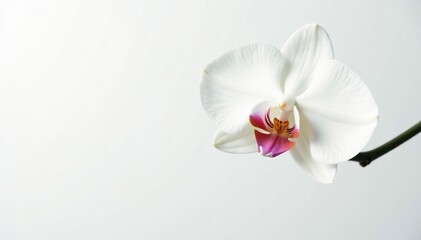 Delicate white orchid blossom against pure white backdrop, beauty, texture, peaceful