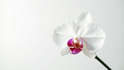 Delicate white orchid blossom against pure white background, subtle, pure