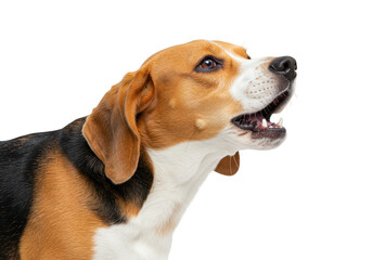 A beagle dog with a tricolor coat seen from the left side isolated on transparent background