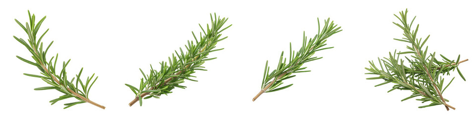 Fototapeta premium Fresh Rosemary Sprigs in a Geometric Design.