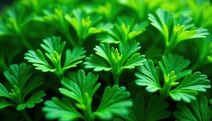 Intricate parsley sprig pattern, close-up view , vibrant, nature, fresh