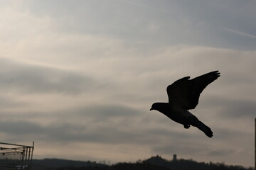 pigeon in flight