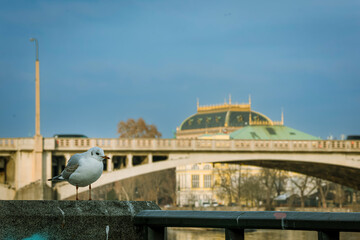 bridge over the river