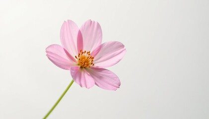 Fototapeta premium Delicate flower isolated on white background with subtle texture, simplicity, petals