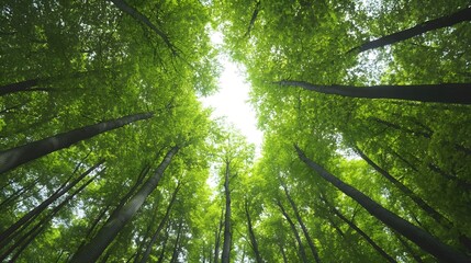 Naklejka premium Vibrant Green Forest Canopy Under Clear Sky, Sustainable Eco-Tourism Backdrop
