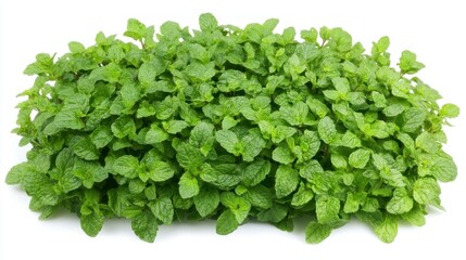Obraz premium Fresh Green Mint Plant Growing on White Background Close Up View