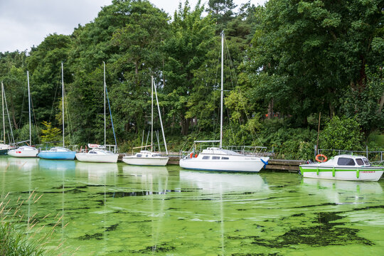 Antrim, Northern Ireland - August 3rd 2024: Small yachts on jetty at Lough Neagh with visible infestation of cyanobacteria algae blooms in surrounding rivers