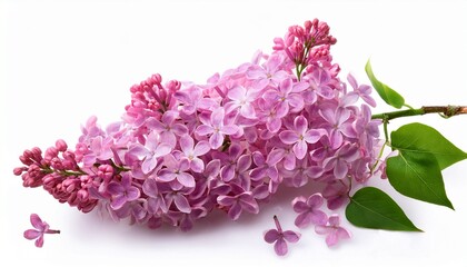 Obraz premium pink lilac flowers isolated on white background