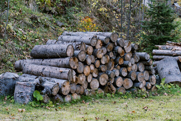 A neatly stacked pile of firewood logs in a forest clearing, surrounded by autumn foliage.
