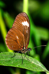 Tropical Butterfly, Tropical Rainforest, Napo River Basin, Amazonia, Ecuador, America