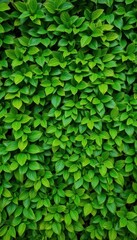 Lush green foliage wall, vibrant leaves texture, natural backdrop, greenery, healthy