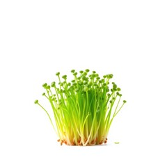 Vibrant green cress sprouts, freshly grown, isolated on white, sprouts, green