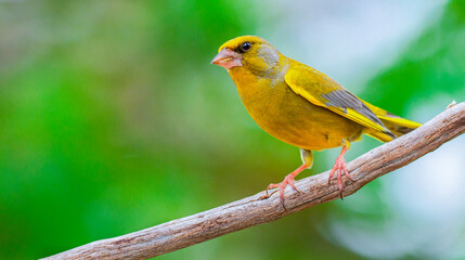 Greenfinch, Carduelis chloris, Mediterranean Forest, Castilla y Leon, Spain, Europe