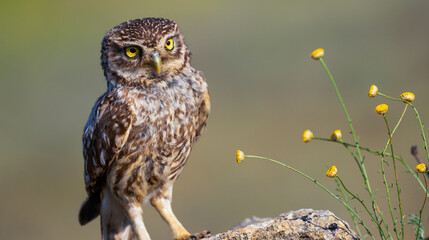 Little Owl, Athene noctua, Mediterranean Forest, Castilla y Leon, Spain, Europe