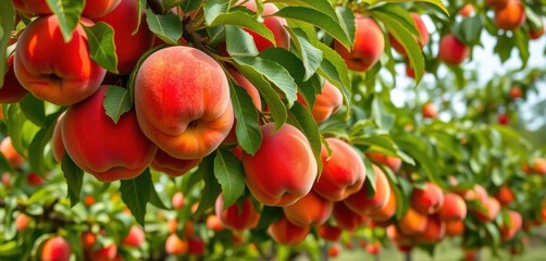 Abundant ripe peaches cling to verdant branches, a summer orchard scene, harvest, horticulture, ripe