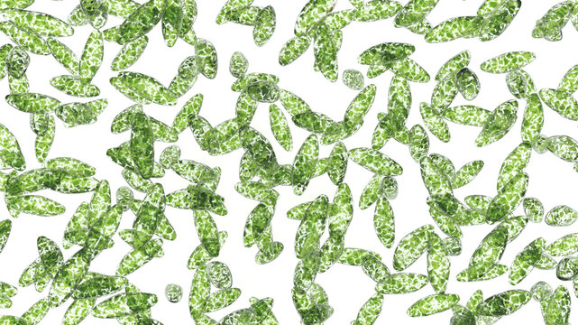 Euglena green protozoan isolated on white background. 3d illustration