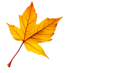 Vibrant Isolated Yellow Maple Leaf with Red Stem for Creative Design Projects