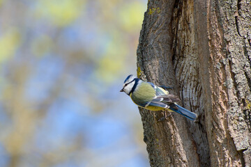 Eurasian blue tit perching on a tree trunk on a sunny spring day close-up