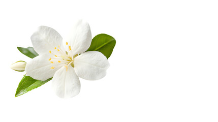Elegant White Jasmine Flower Gracing the Left Side Composition Magnificently