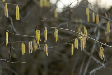Spring bloomitg on the trees