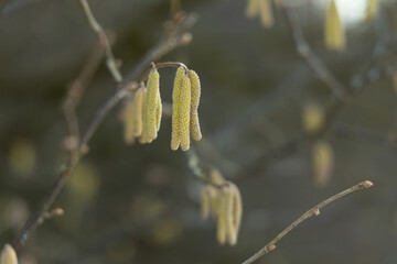 Spring bloomitg on the trees