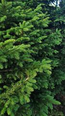 Lush green spruce branches covering snezka mountain in czechia in august