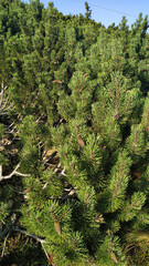 Lush green pine trees growing on snezka mountain in czechia in august