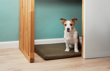 A Jack Russell Terrier lies relaxed beneath wooden furniture in a modern interior space. The dog's...