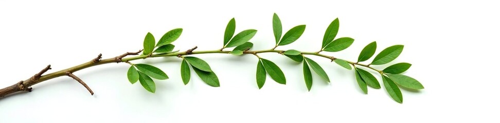 Isolated willow branch against white background with roots, branch, root, green