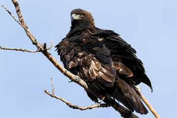 Golden Eagle - Colorado