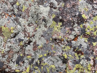 intricate lichen texture on weathered rock with orange and gray hues, perfect for background,...